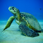 Sea Turtles Word Find